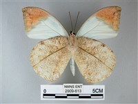 橙端粉蝶、端紅蝶藏品圖，第2張