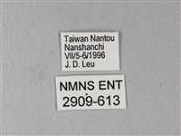 橙端粉蝶、端紅蝶藏品圖，第3張