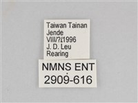 樺斑蝶藏品圖，第3張