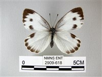 緣點白粉蝶藏品圖，第1張