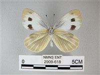 緣點白粉蝶藏品圖，第2張