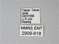 緣點白粉蝶藏品圖，第3張