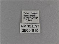 小雙尾蛺蝶藏品圖，第3張