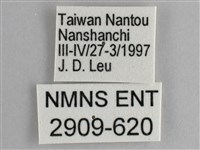 圓翅紫斑蝶藏品圖，第3張