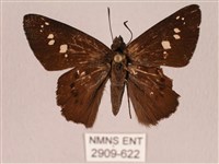 臺灣瑟弄蝶藏品圖，第1張