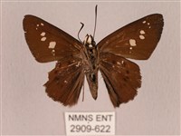 臺灣瑟弄蝶藏品圖，第2張