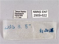 臺灣瑟弄蝶藏品圖，第3張