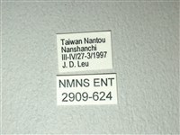 斑鳳蝶藏品圖，第3張