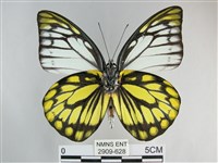 鋸粉蝶藏品圖，第2張