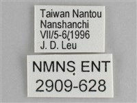 鋸粉蝶藏品圖，第3張