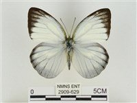 淡褐脈粉蝶藏品圖，第1張