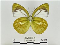 淡褐脈粉蝶藏品圖，第2張