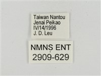 淡褐脈粉蝶藏品圖，第3張