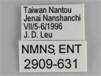 細帶環蛺蝶藏品圖，第3張