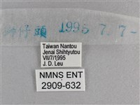 小雙尾蛺蝶藏品圖，第3張