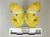 異粉蝶、雌白黃蝶藏品圖，第2張