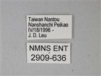 異粉蝶、雌白黃蝶藏品圖，第3張