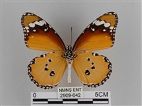 樺斑蝶藏品圖，第2張