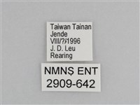 樺斑蝶藏品圖，第3張
