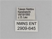 紫帶眉眼蝶藏品圖，第3張