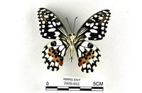 花鳳蝶、無尾鳳蝶藏品圖，第2張