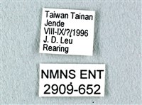 花鳳蝶、無尾鳳蝶藏品圖，第3張