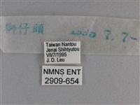 小雙尾蛺蝶藏品圖，第3張
