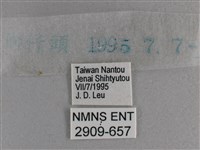 小雙尾蛺蝶藏品圖，第3張