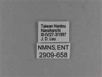 小雙尾蛺蝶藏品圖，第3張