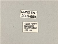 寬帶青鳳蝶藏品圖，第3張