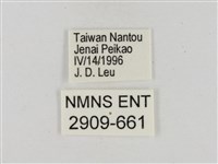 淡褐脈粉蝶藏品圖，第3張