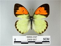 異粉蝶、雌白黃蝶藏品圖，第1張