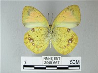 異粉蝶、雌白黃蝶藏品圖，第2張