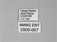 異粉蝶、雌白黃蝶藏品圖，第3張