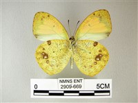 異粉蝶、雌白黃蝶藏品圖，第2張