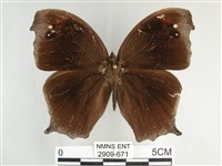 森林暮眼蝶、黑樹蔭蝶藏品圖，第1張