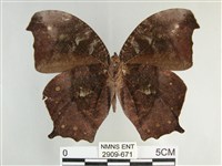 森林暮眼蝶、黑樹蔭蝶藏品圖，第2張