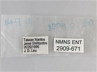 森林暮眼蝶、黑樹蔭蝶藏品圖，第3張