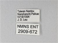 異粉蝶、雌白黃蝶藏品圖，第3張
