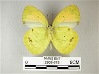 異粉蝶、雌白黃蝶藏品圖，第2張