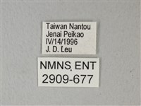異粉蝶、雌白黃蝶藏品圖，第3張
