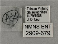 細灰蝶藏品圖，第3張