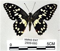 花鳳蝶、無尾鳳蝶藏品圖，第1張