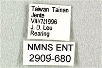 花鳳蝶、無尾鳳蝶藏品圖，第3張