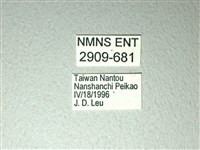 斑鳳蝶藏品圖，第3張