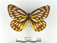 條斑豔粉蝶藏品圖，第2張