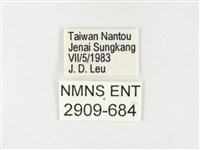 條斑豔粉蝶藏品圖，第3張