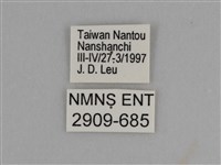 臺灣絹蛺蝶藏品圖，第3張