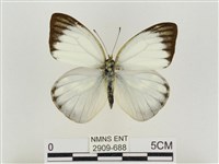 淡褐脈粉蝶藏品圖，第1張