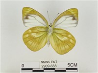 淡褐脈粉蝶藏品圖，第2張